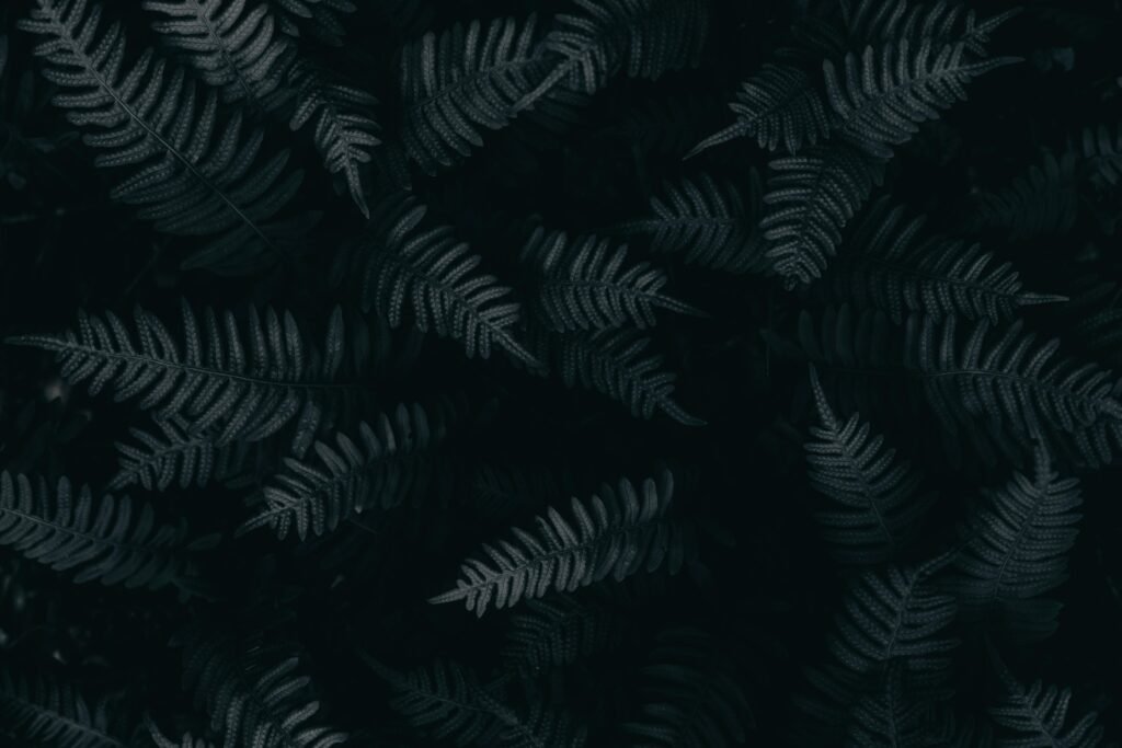 Moody close-up of fern leaves on a dark background, perfect for nature-themed designs.